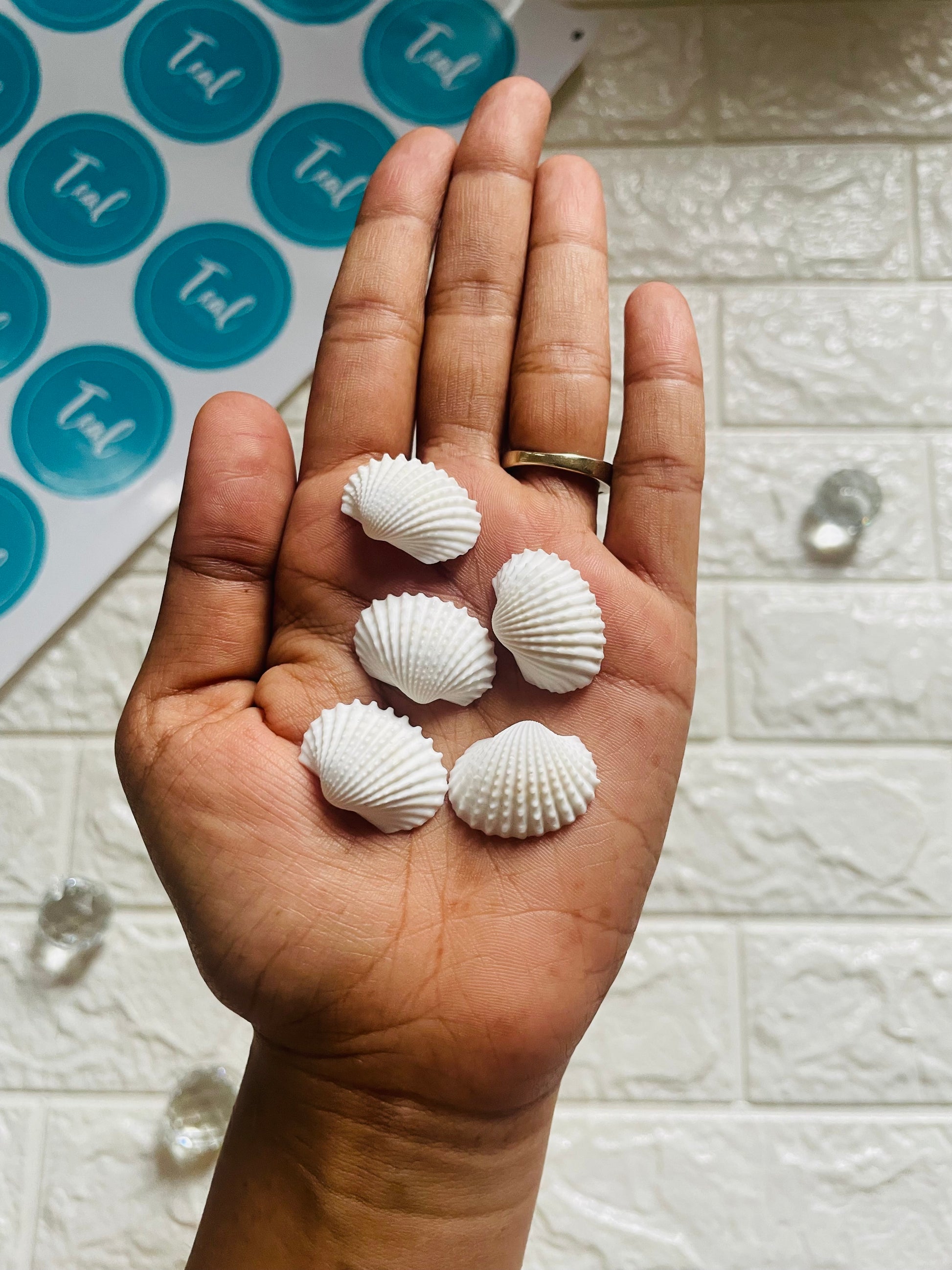 Natural White Sea Shells (Set of 15pcs) - Teal By Tanvi